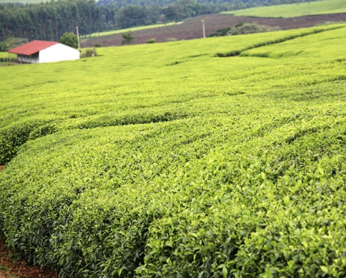 tea-plantation-rift-valley-kenya-500px.jpg